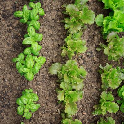 Begin een moestuin-bolletje